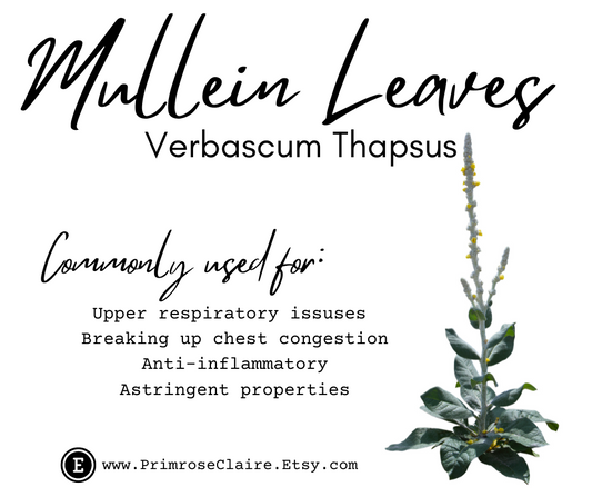 Mullein: Nature's Remedy for Respiratory Ailments