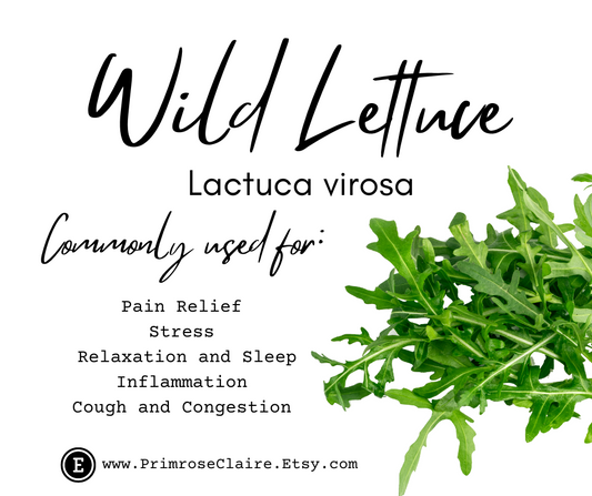 Wild Lettuce: Nature's Tranquilizer